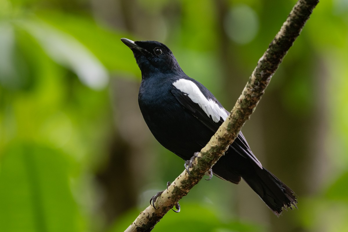 Seychelles Magpie-Robin - ML642030949