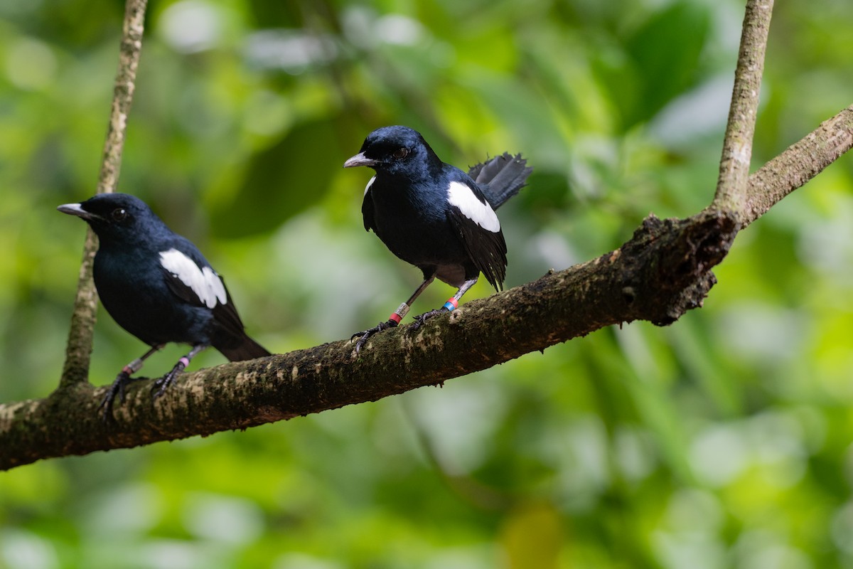 Seychelles Magpie-Robin - ML642030950