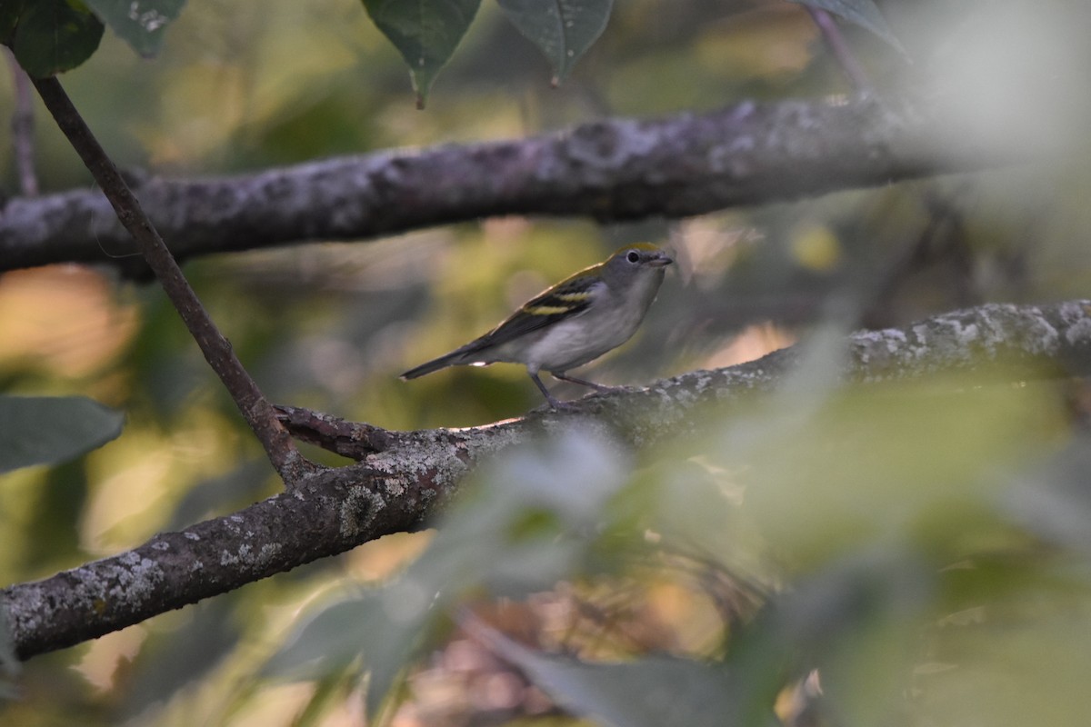 Chestnut-sided Warbler - ML642030961