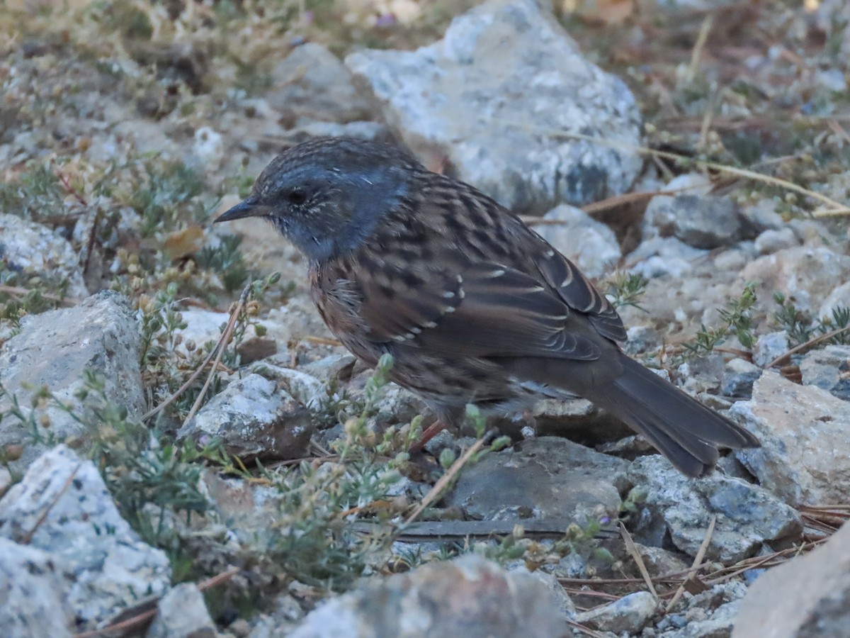 Dunnock - ML642030968