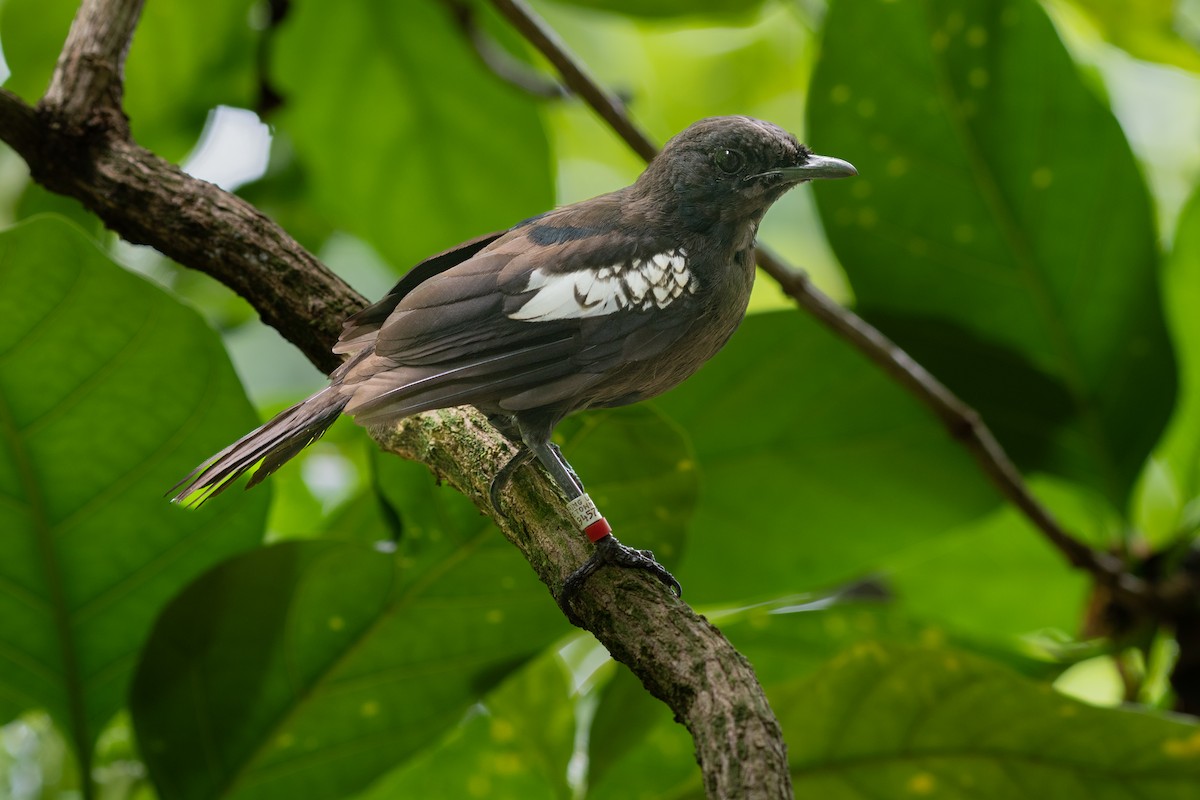 Seychelles Magpie-Robin - ML642030982