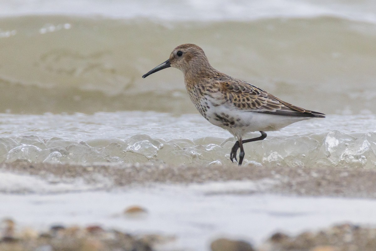 Dunlin - ML642030989
