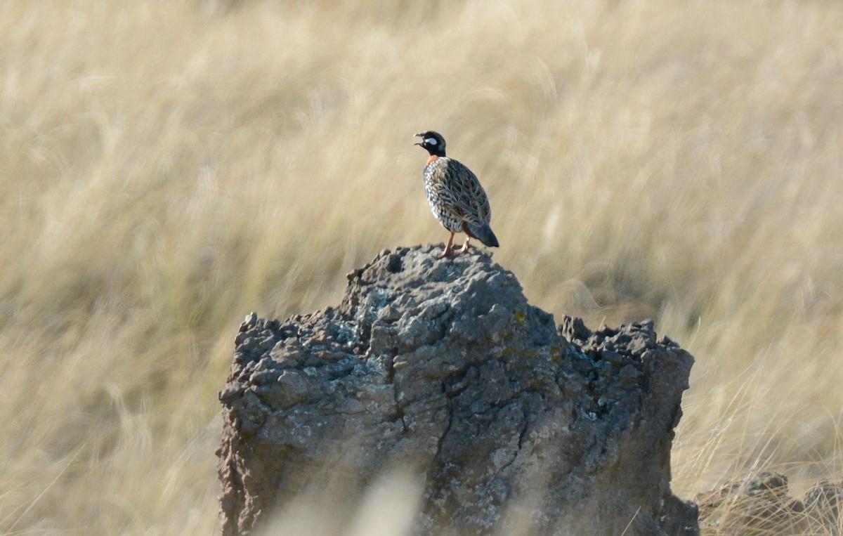 Black Francolin - ML642031006