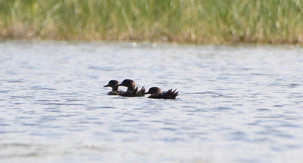 Hooded Merganser - ML642031013