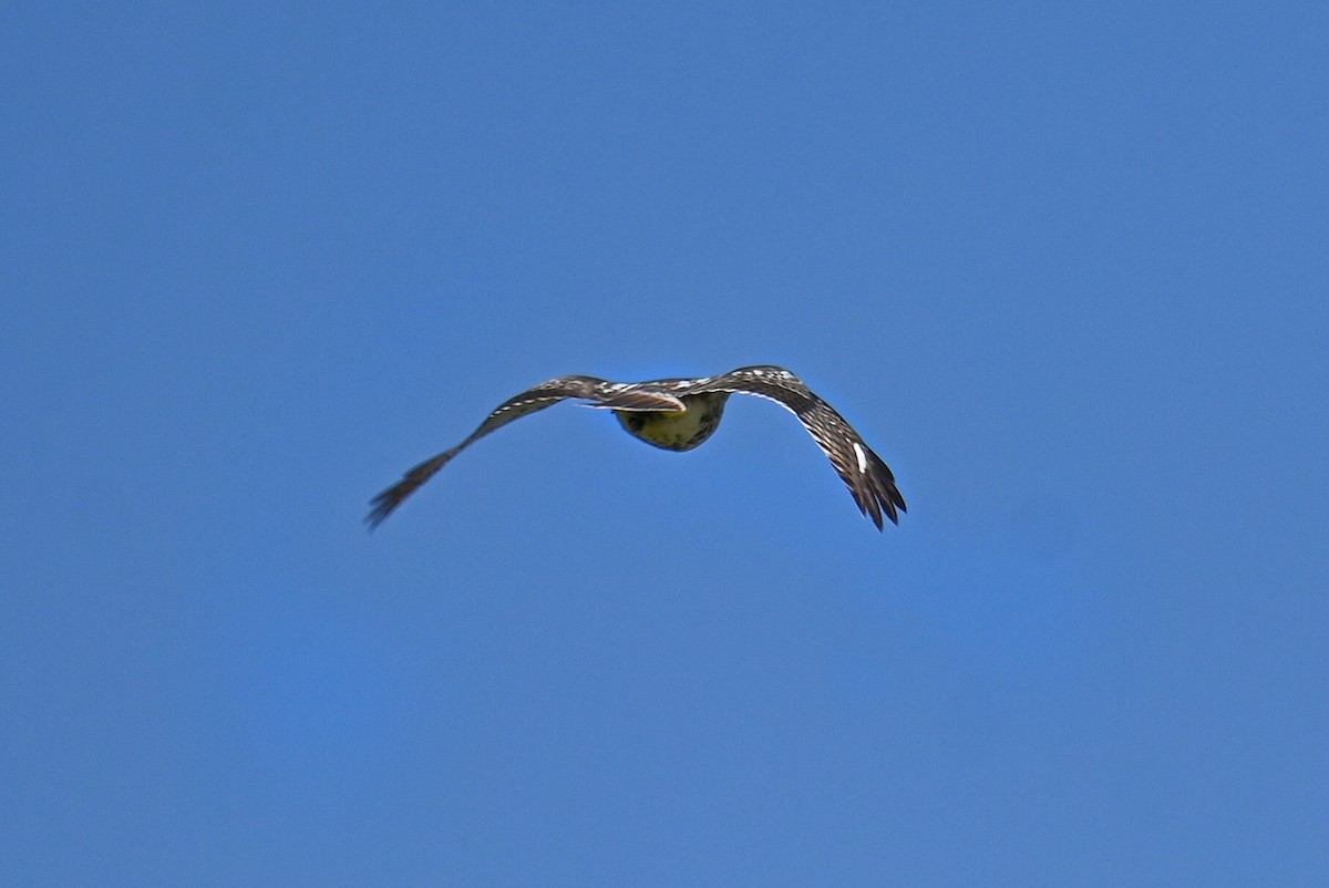 Red-tailed Hawk - ML642031014