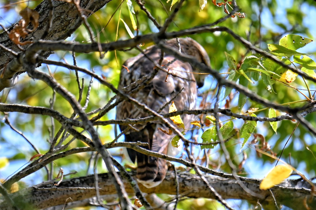 Red-tailed Hawk - ML642031016