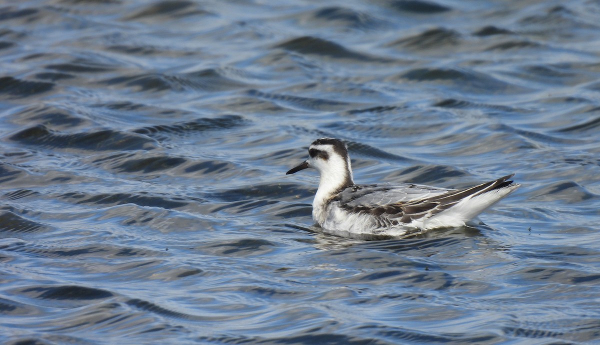 Red Phalarope - ML642031020
