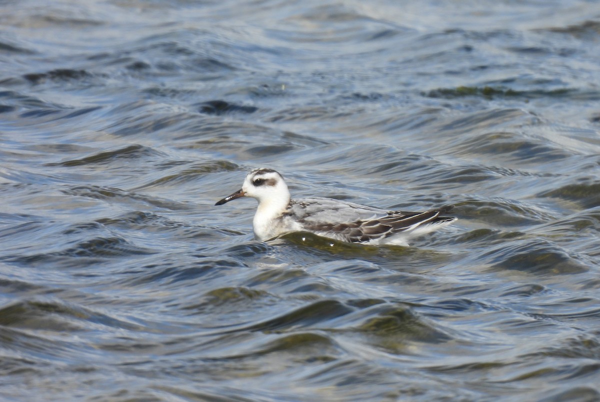 Red Phalarope - ML642031021