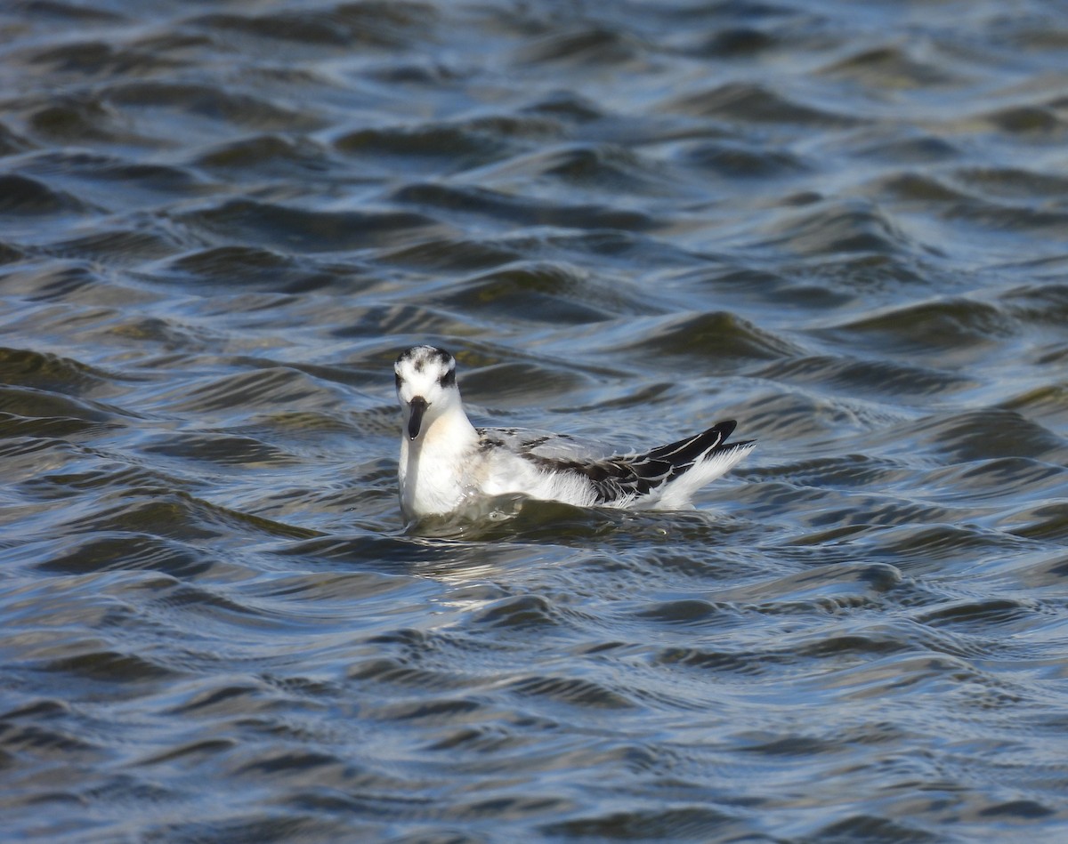 Red Phalarope - ML642031022