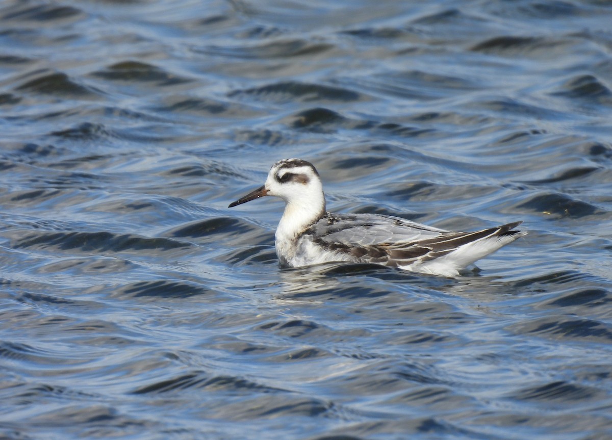 Red Phalarope - ML642031023