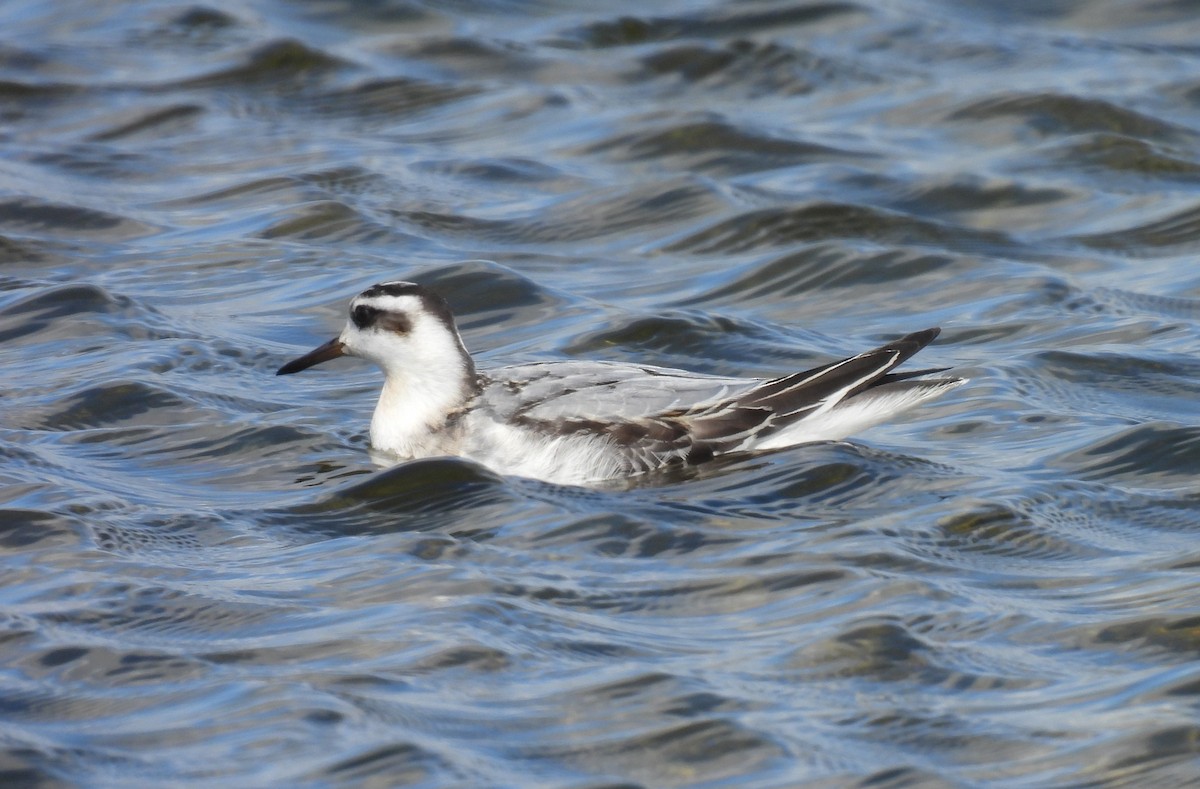 Red Phalarope - ML642031024