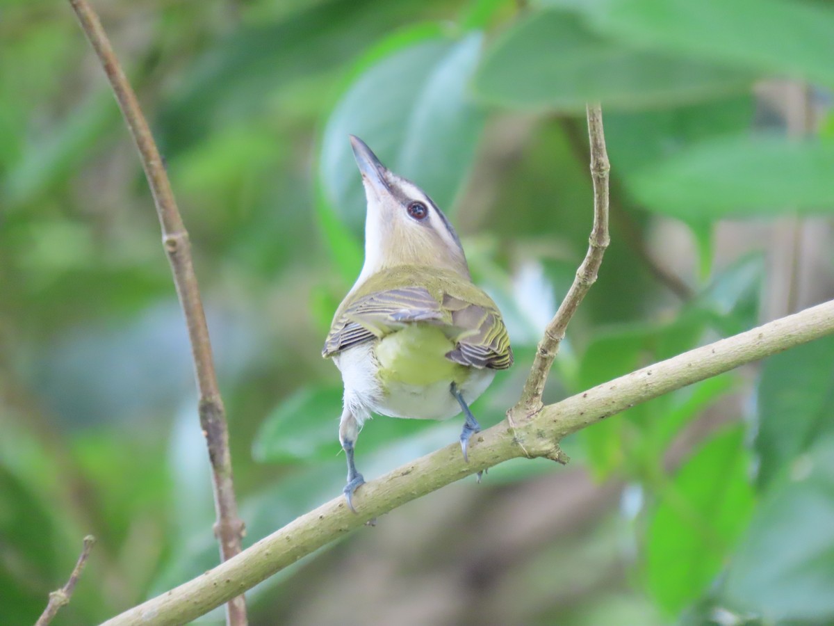 Vireo begigorria - ML642031069