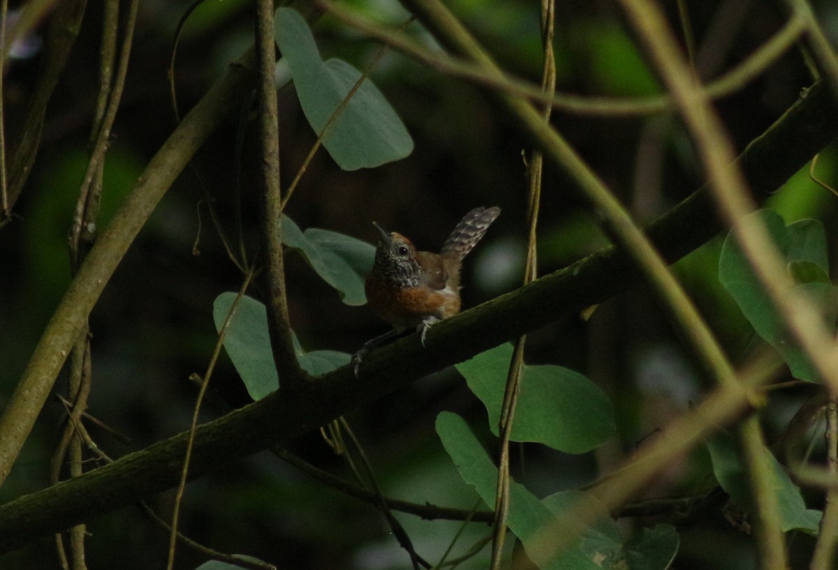 rustbrystsmett - ML642031073