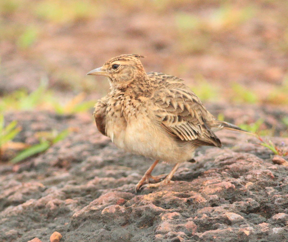 Malabar Lark - ML642031077