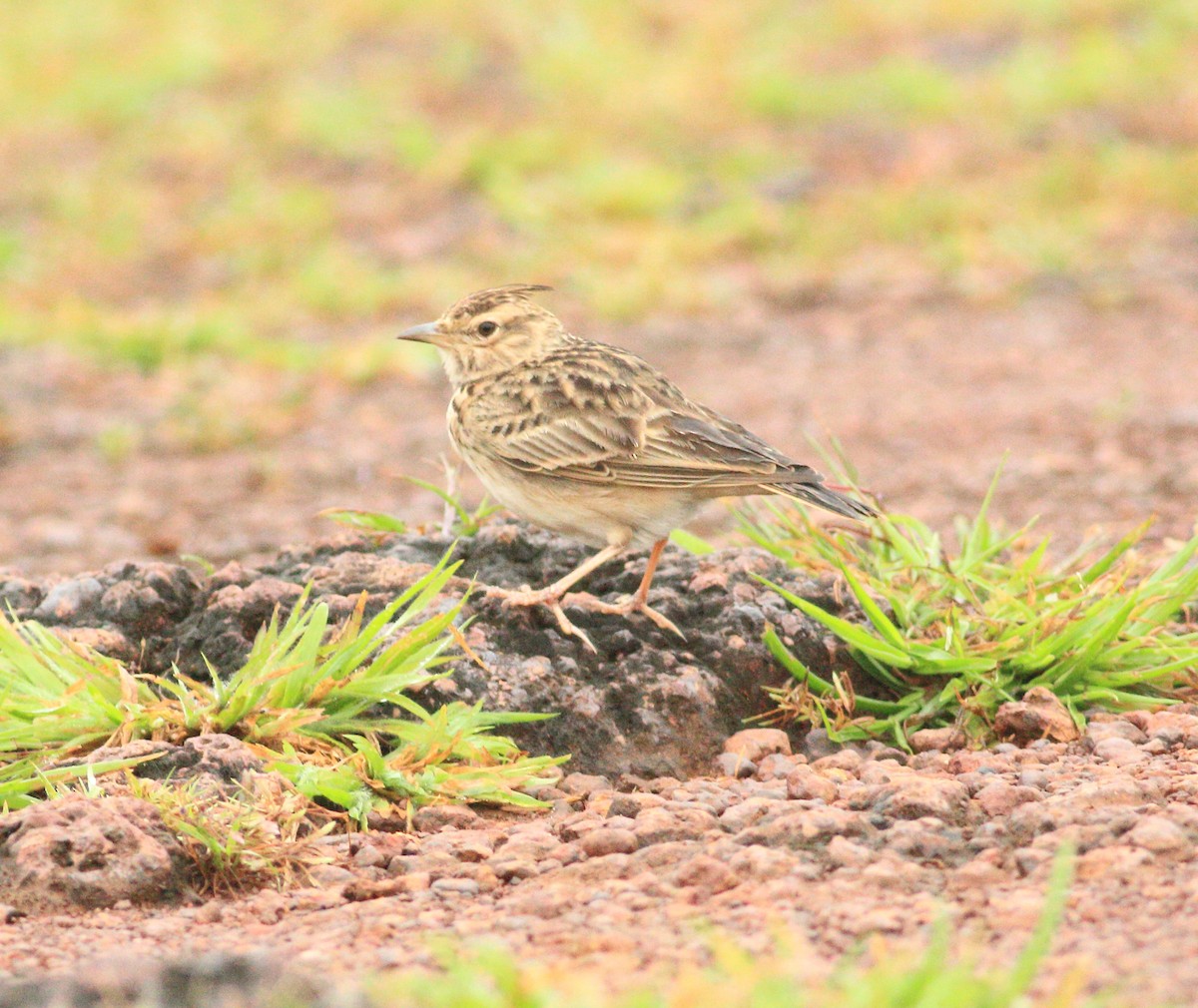 Malabar Lark - ML642031082