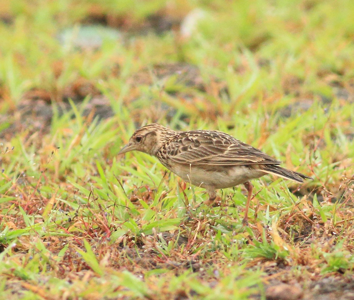 Oriental Skylark - ML642031086