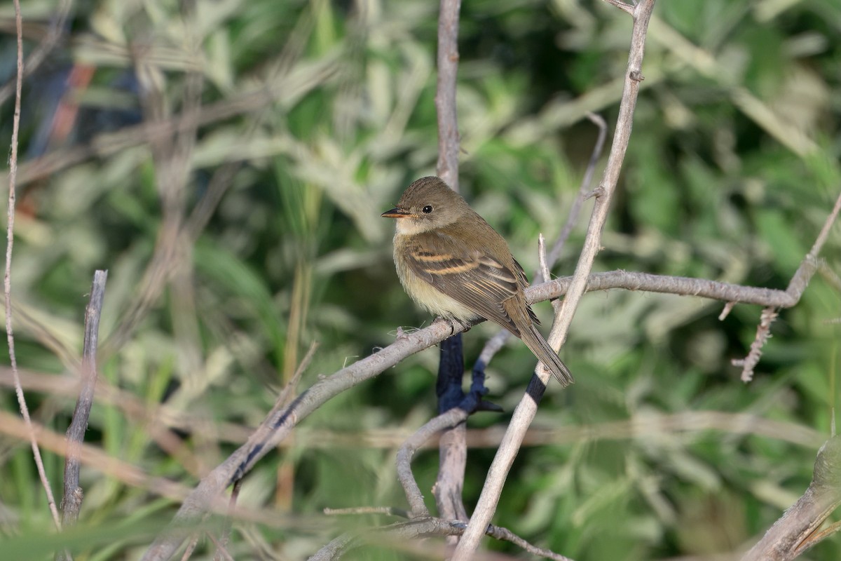 Willow Flycatcher - ML642031101