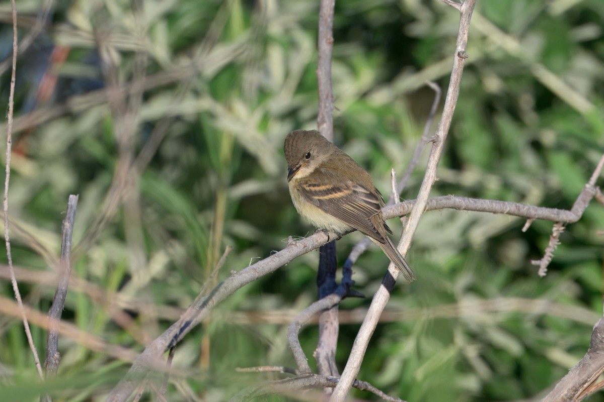 Willow Flycatcher - ML642031108