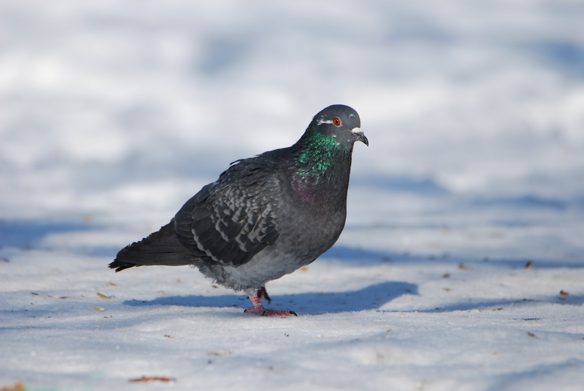 Rock Pigeon (Feral Pigeon) - ML642031109