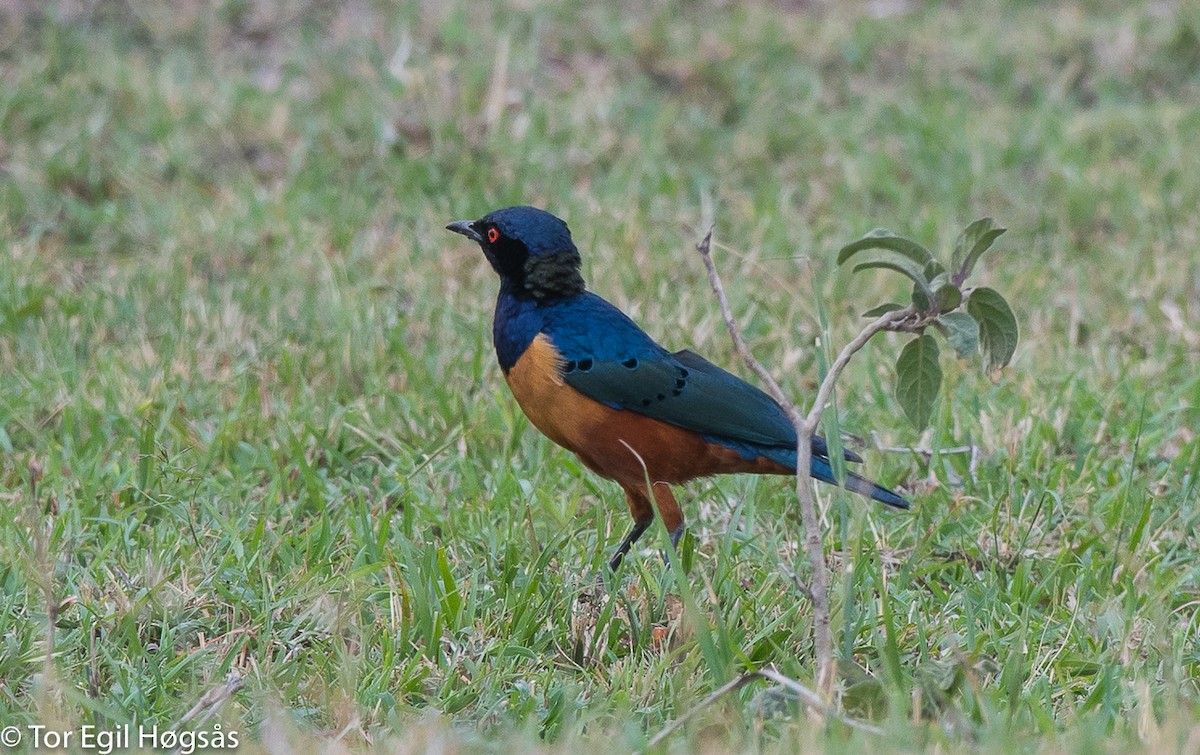 Hildebrandt's Starling - Tor Egil Høgsås