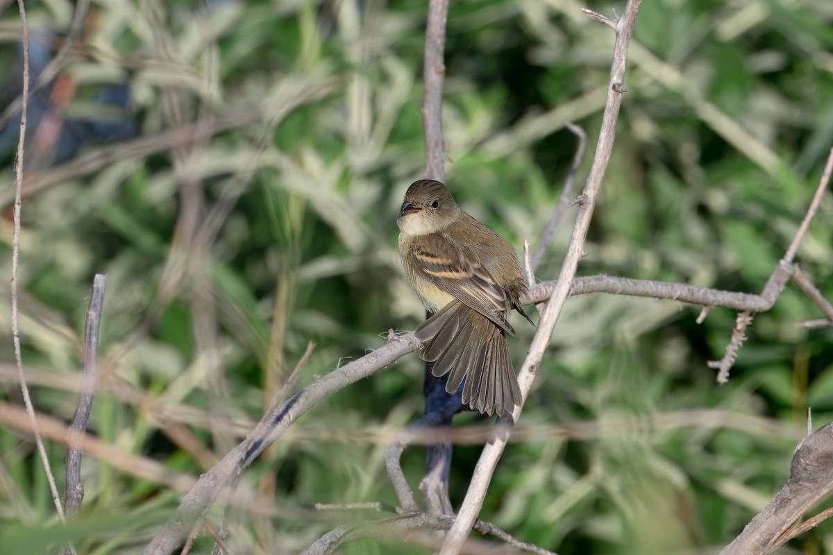 Willow Flycatcher - ML642031111