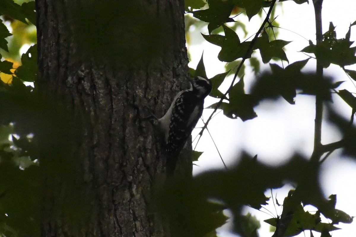 Pic chevelu (groupe villosus) - ML642031114
