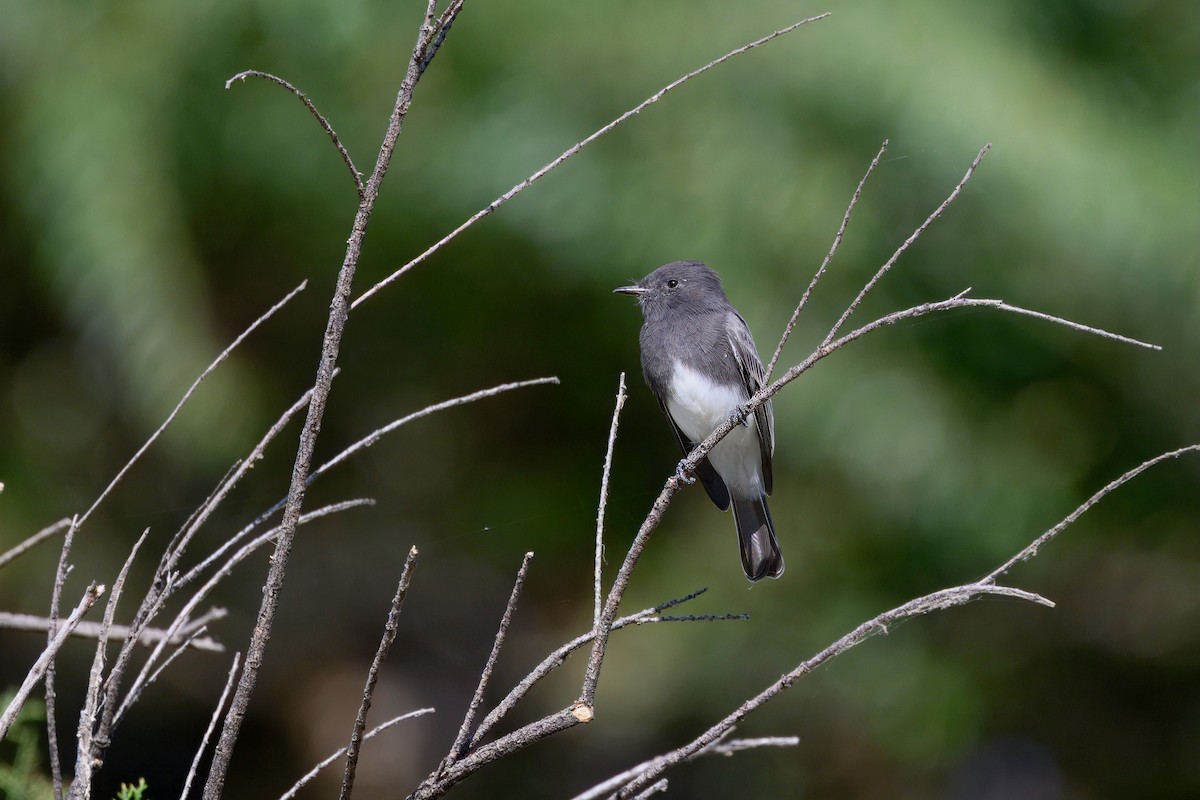 Black Phoebe - ML642031120