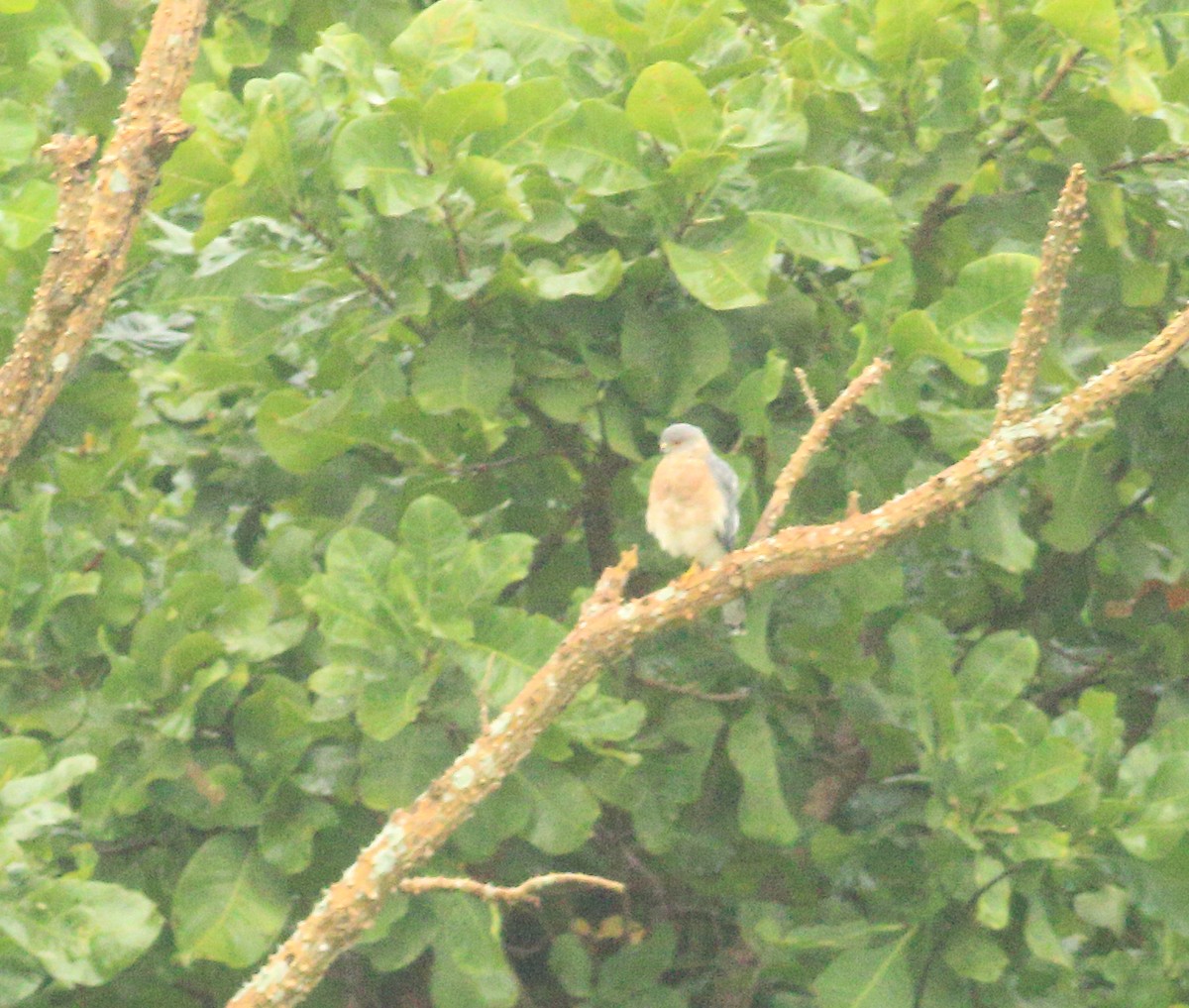 Shikra gabiraia - ML642031130