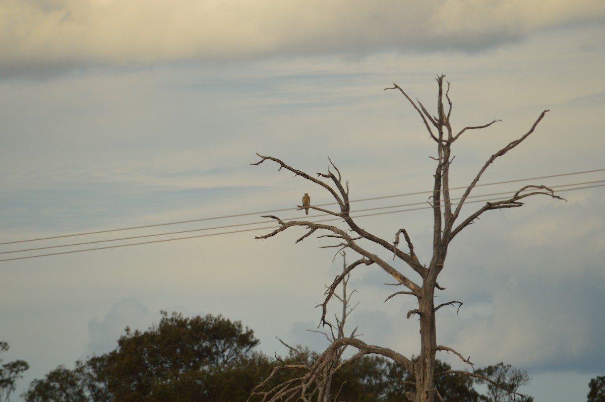 Brown Falcon - ML642031132
