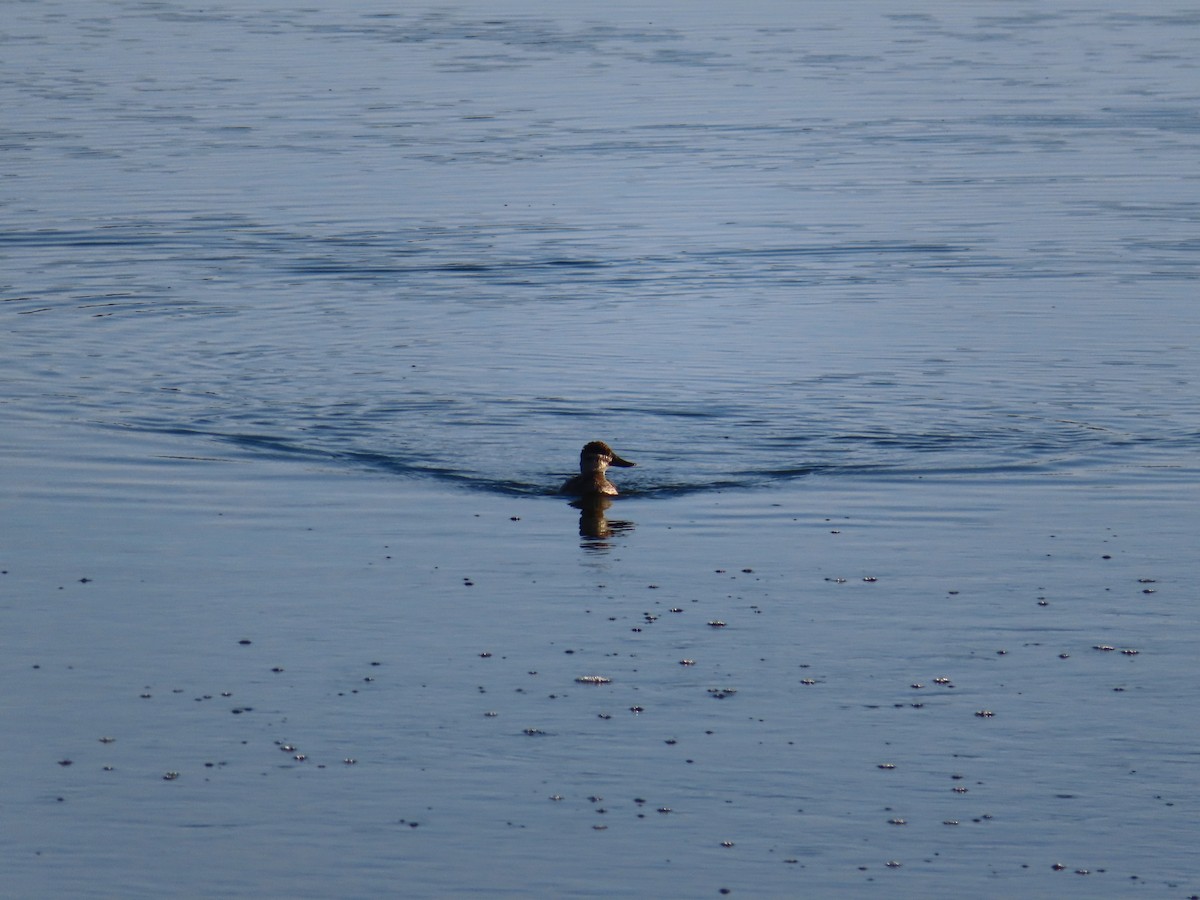 Ruddy Duck - ML642031141