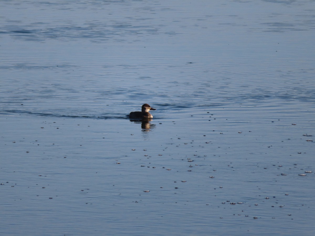 Ruddy Duck - ML642031143
