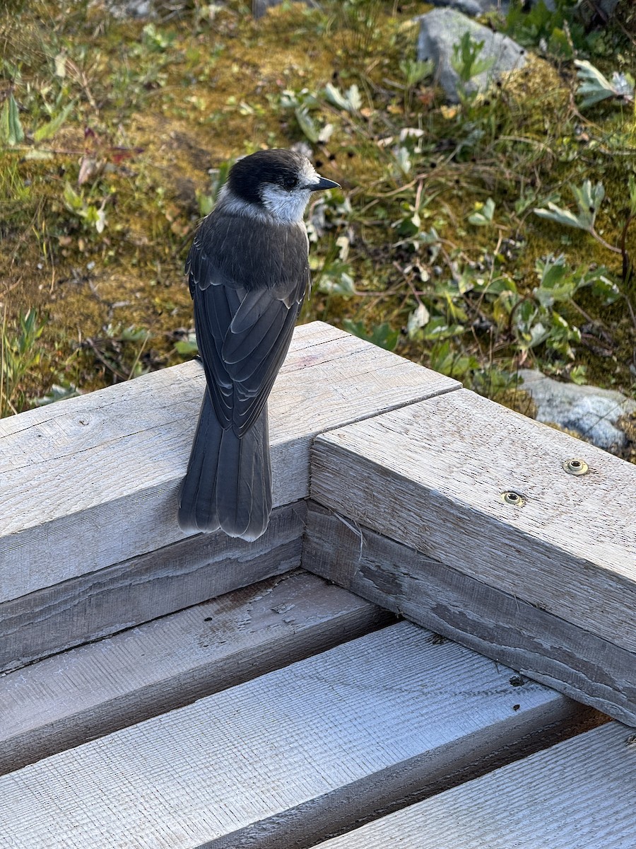 Canada Jay - ML642031144