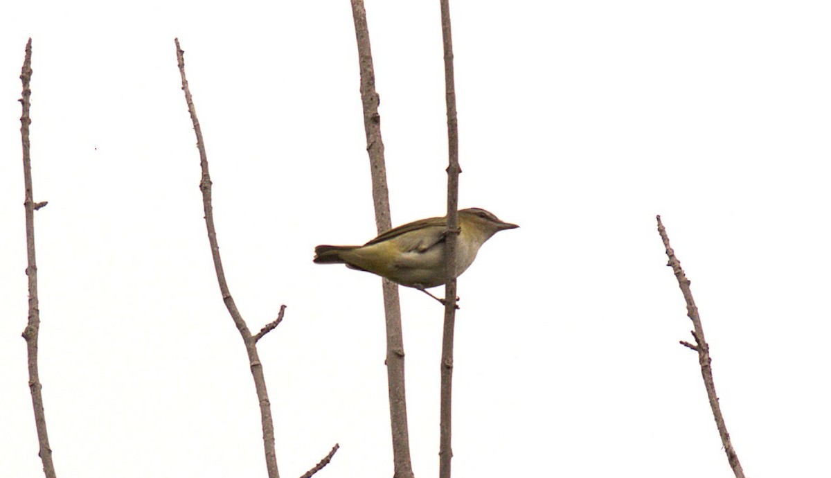 Vireo begigorria - ML642031152