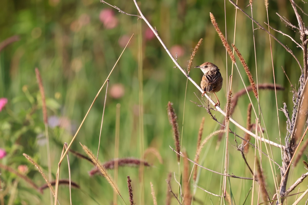Tawny Grassbird - ML642031179