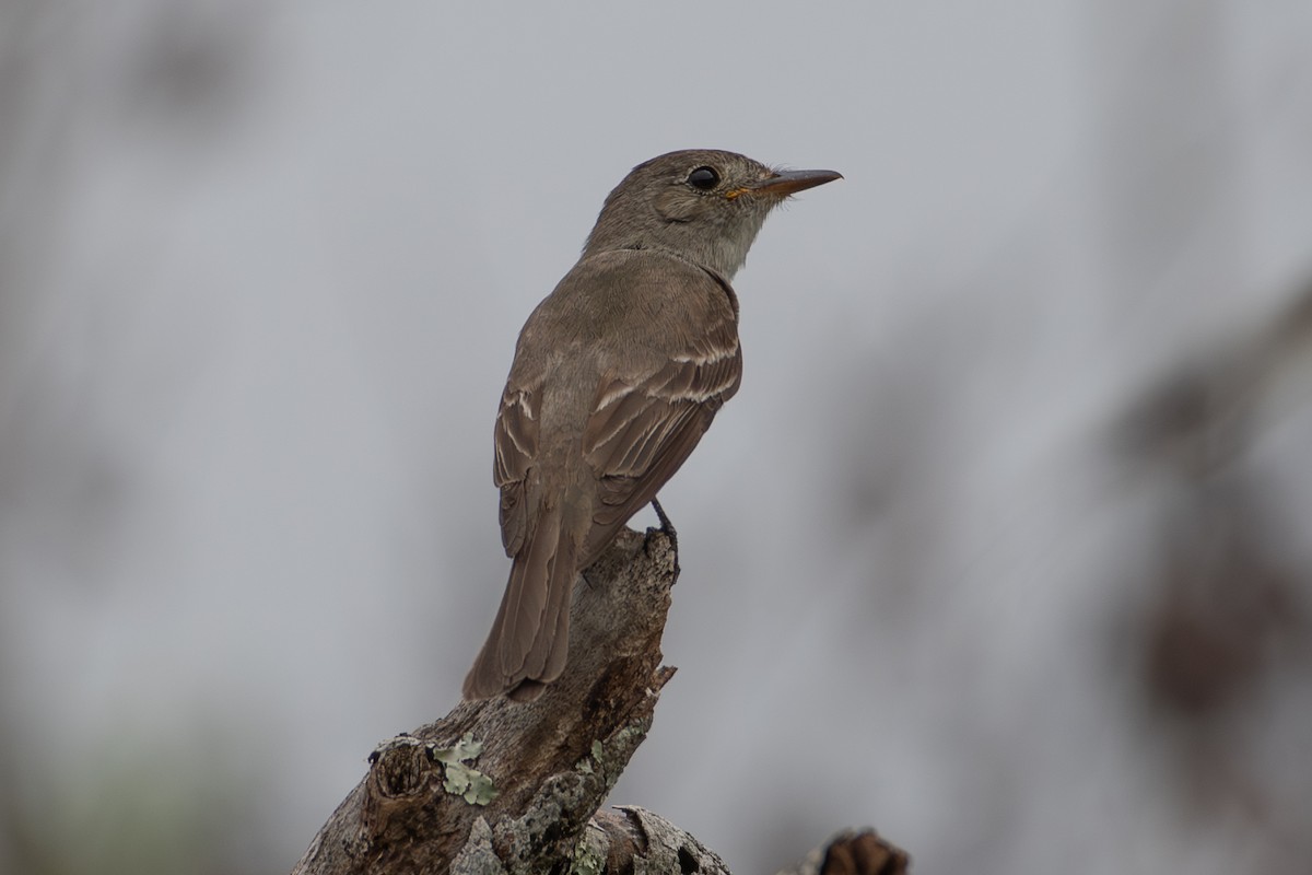 Eastern Wood-Pewee - ML642031200