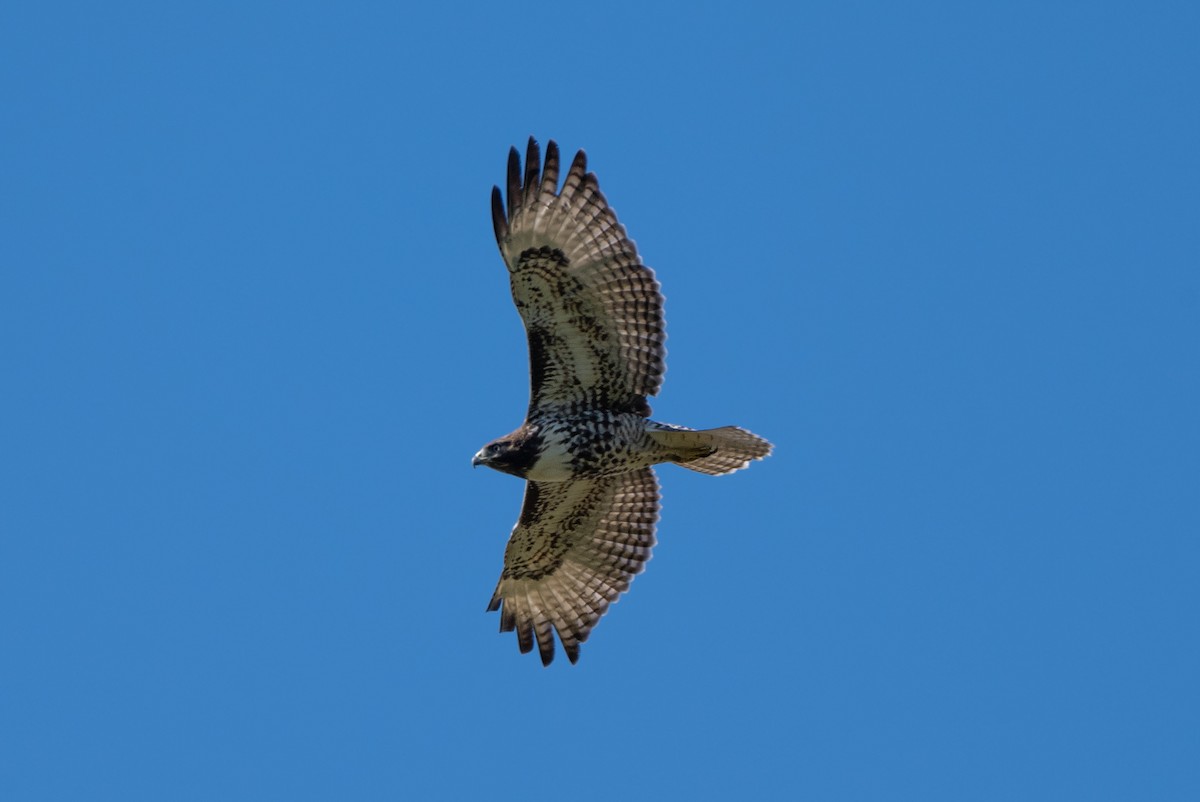 Red-tailed Hawk - ML642031204