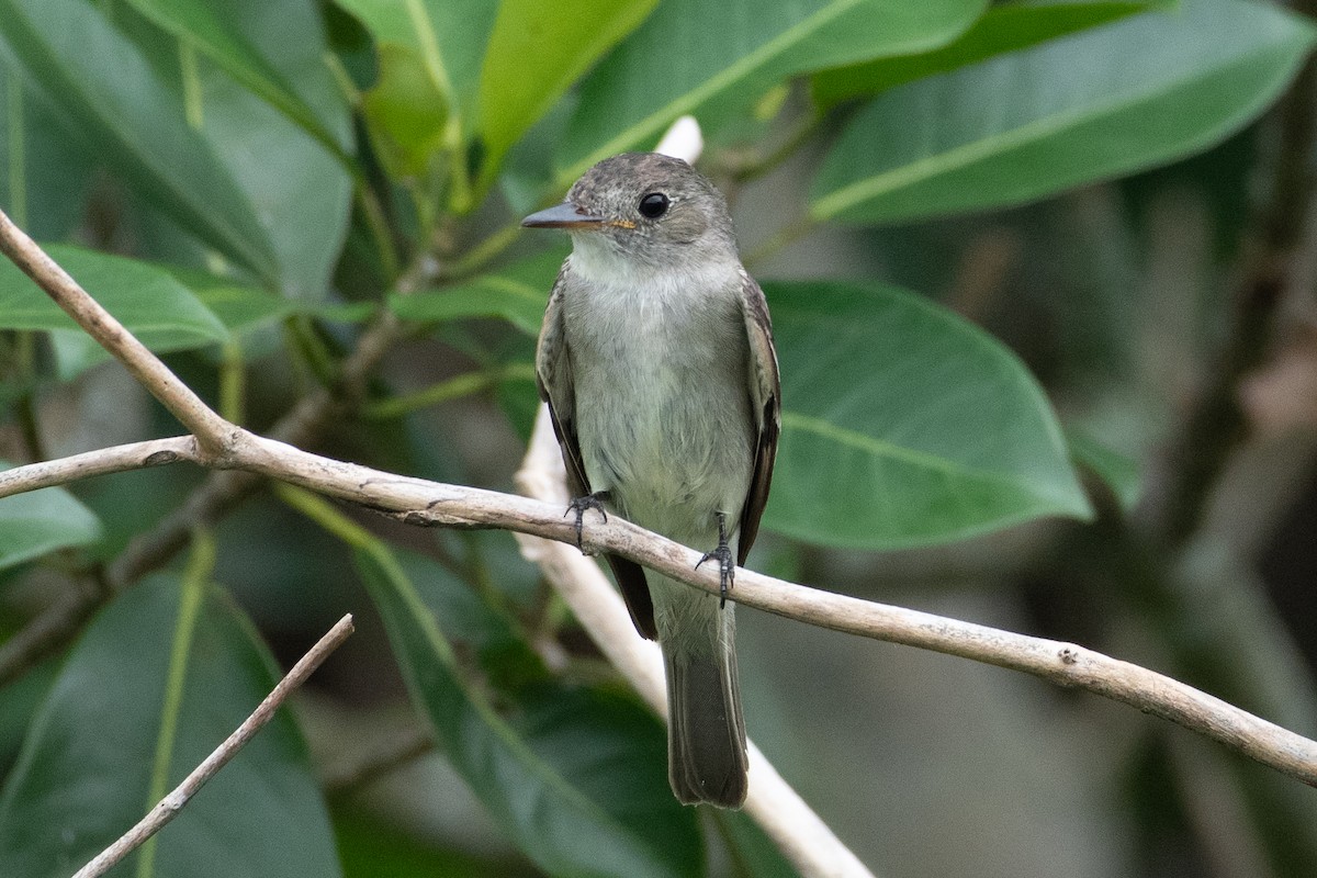 Eastern Wood-Pewee - ML642031209