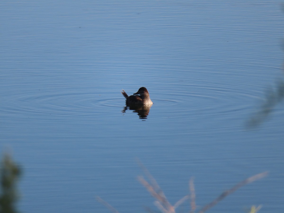 Ruddy Duck - ML642031214