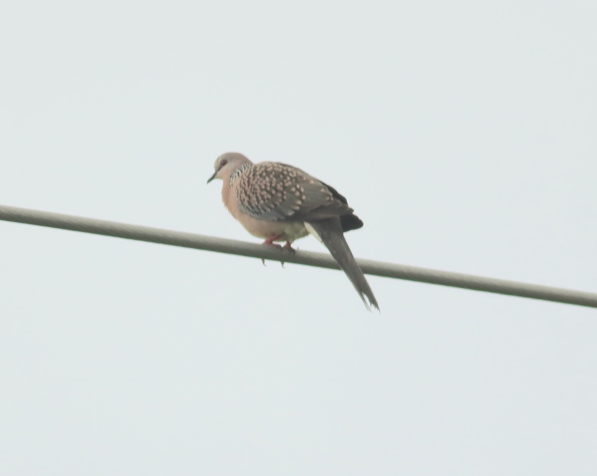 Spotted Dove - ML642031226