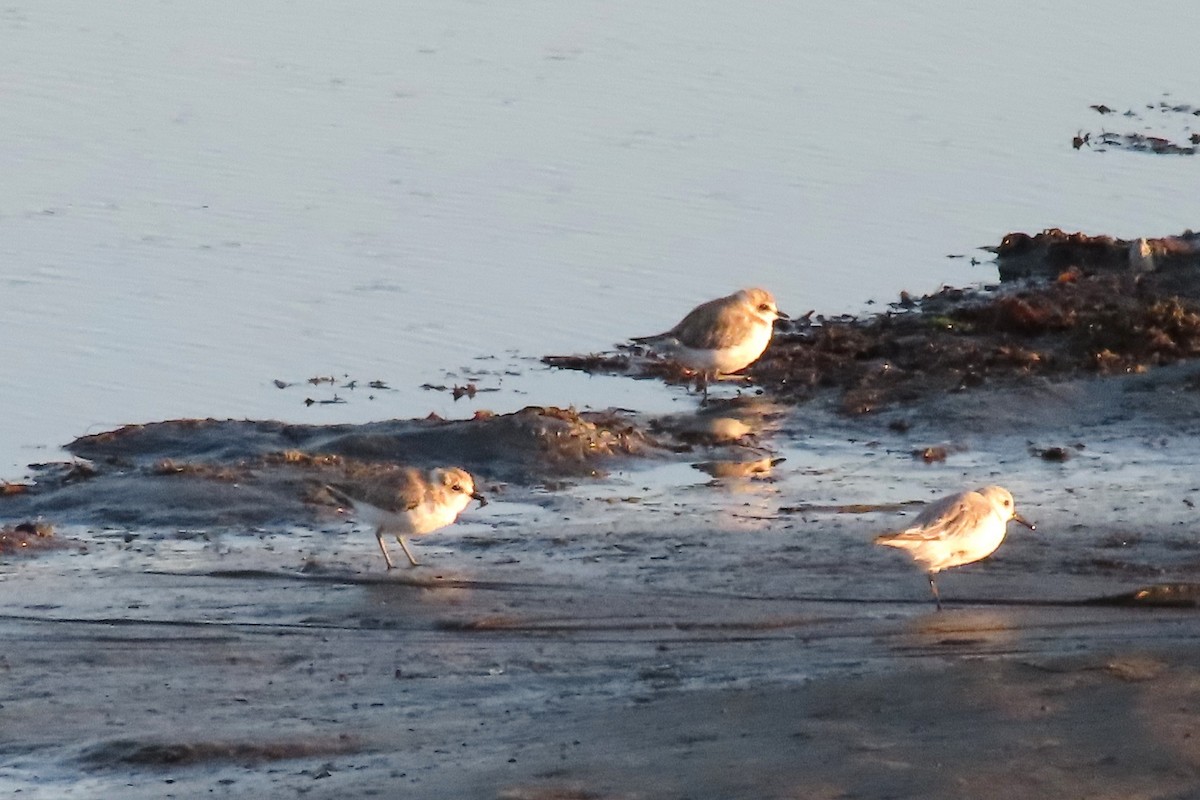 Kentish Plover - ML642031230