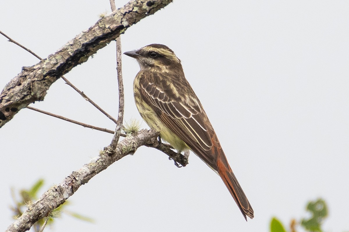 Variegated Flycatcher - ML642031238