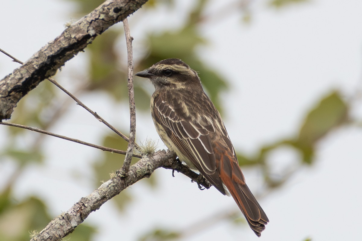 Variegated Flycatcher - ML642031239
