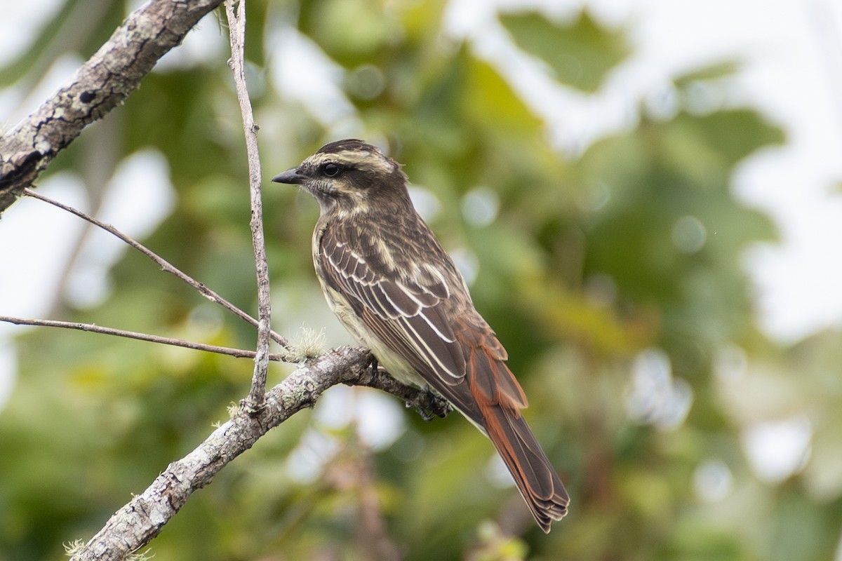 Variegated Flycatcher - ML642031241