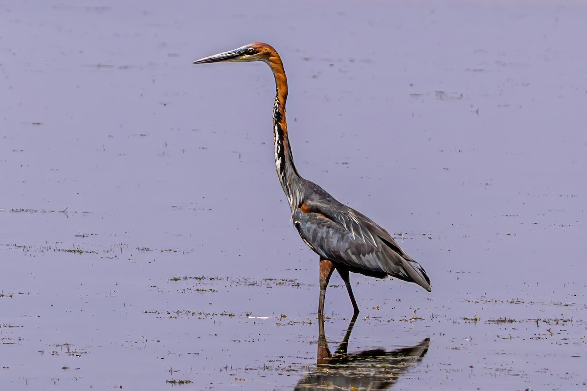 Goliath Heron - ML642031257