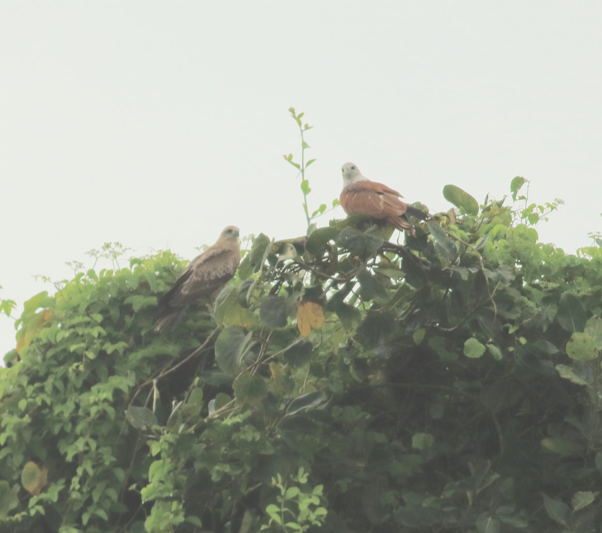 Brahminy Kite - ML642031259