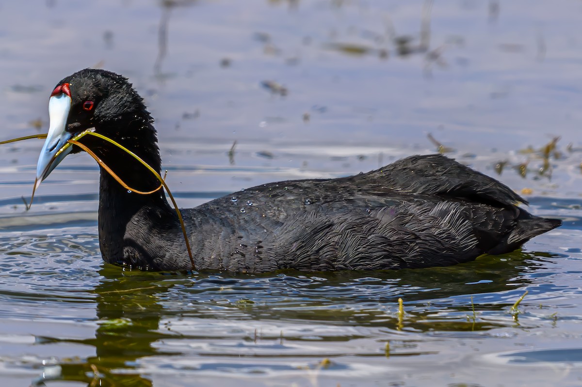 Red-knobbed Coot - ML642031287