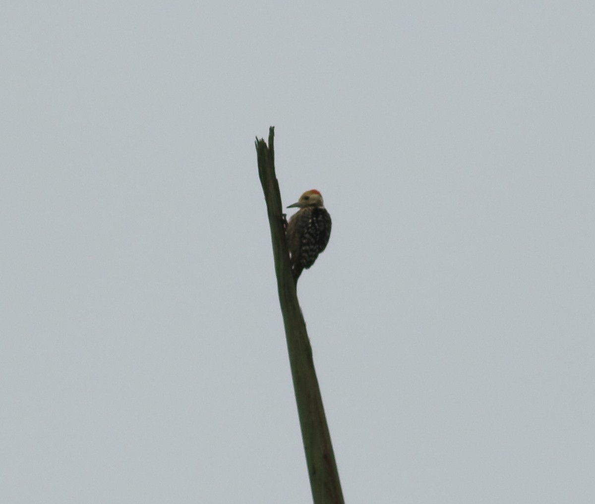 Yellow-crowned Woodpecker - ML642031288