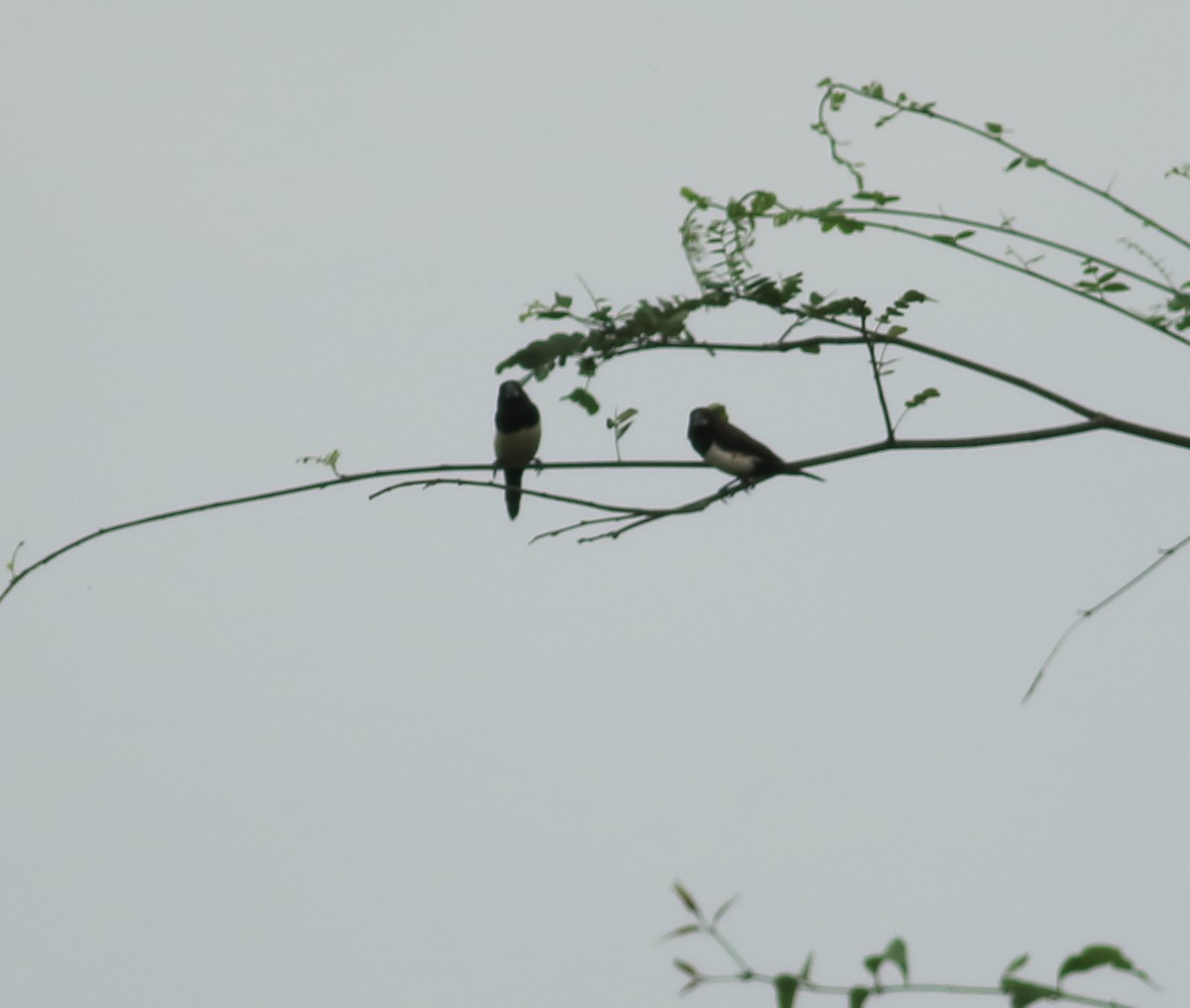 White-rumped Munia - ML642031294