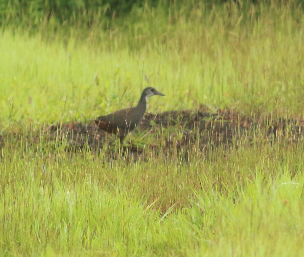 White-breasted Waterhen - ML642031310