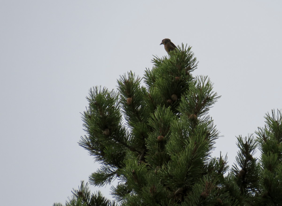 Bec-croisé des sapins - ML642031315